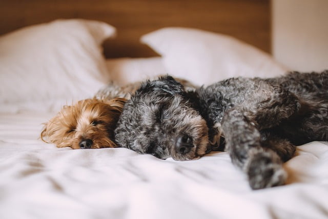 How to retrain your dog not to sleep on the bed