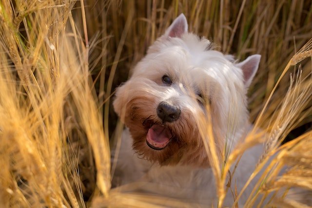 Is wheat straw good for dog bedding?