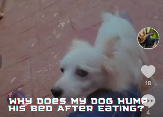 Why Does My Dog Hump His Bed After Eating?