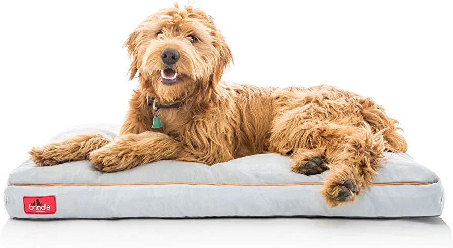 What is the best dog bed for dogs with arthritis?