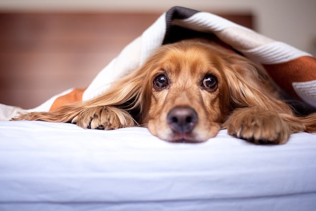 How to keep white bedding clean with dogs