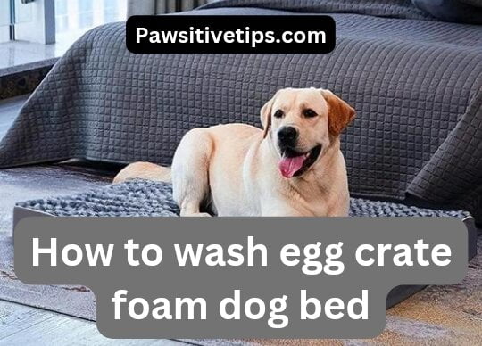 How to wash egg crate foam dog bed