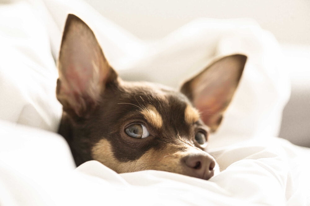 Why do dogs lick the bed sheets?