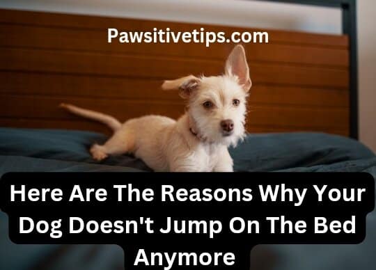 Why won't my dog jump on the bed anymore