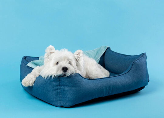 Can you wash memory foam dog bed?