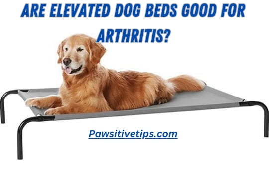 Are elevated dog beds good for arthritis?