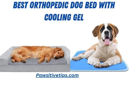 Best orthopedic dog bed with cooling gel