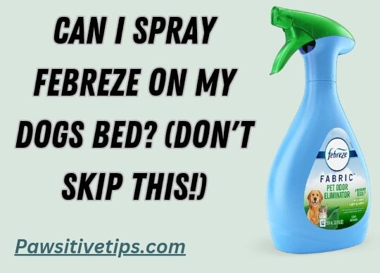Can I spray Febreze on my dogs bed? (Don't skip this!)