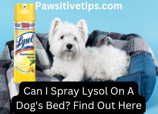 Can I spray Lysol on dog bed?