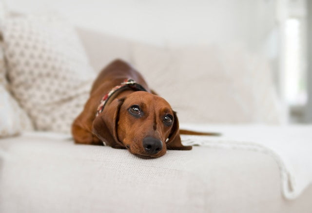 Can dogs get bed sores?