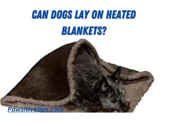 Can dogs lay on heated blankets?