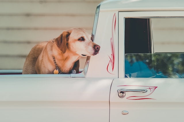 Can dogs ride in the back of a truck in Virginia?