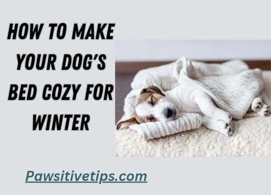 How to Make Your Dog's Bed Cozy for Winter