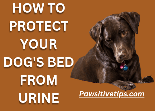 How to protect dog bed from urine