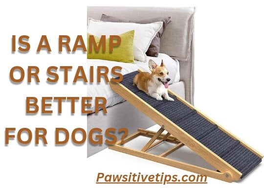Is a ramp or stairs better for dogs?