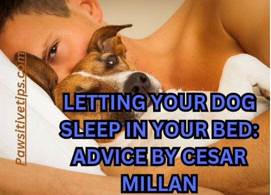 Letting your dog sleep in your bed Cesar Millan