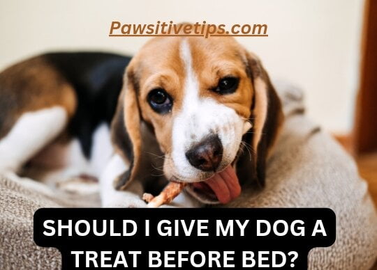 Should I give my dog a treat before bed?