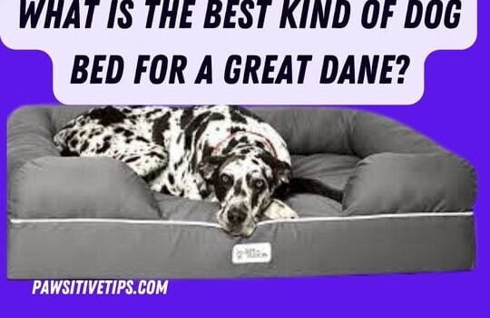 What is the best kind of dog bed for a Great Dane?