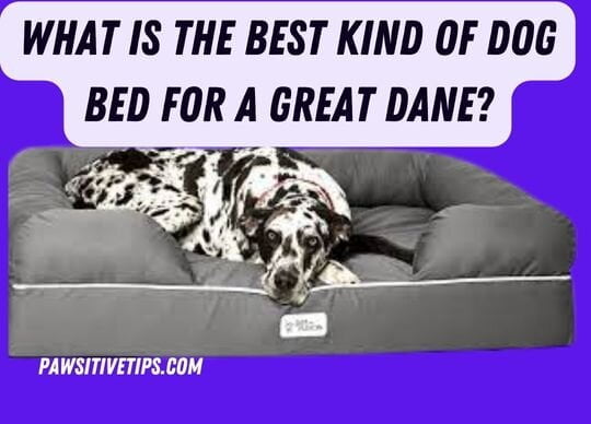 What is the best kind of dog bed for a Great Dane?