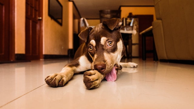 Why Do Dogs Lick Their Paws Before Bed?