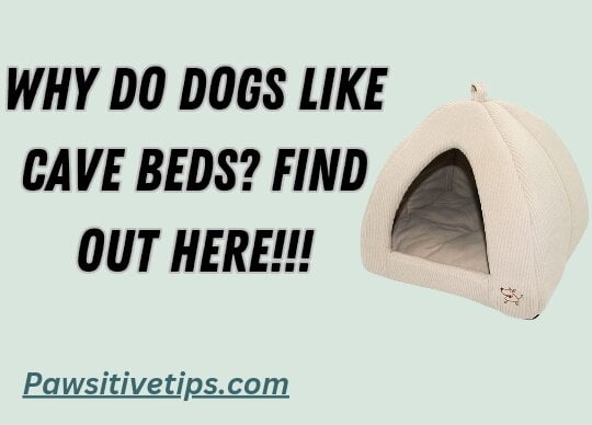 Why do dogs like cave beds?