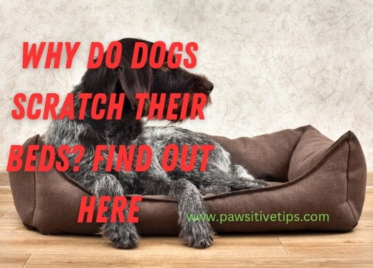 Why do dogs scratch their beds?