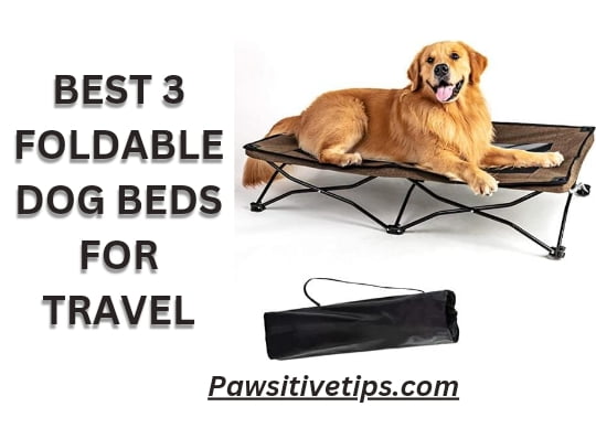 Best 3 Foldable Dog Beds For Travel
