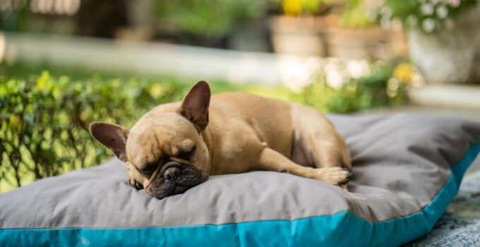 5 Reasons to Choose a Dog Crate Bed with Chew Resistance