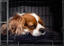 Are dog crates illegal in Sweden?