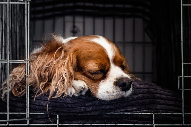 Are dog crates illegal in Sweden?