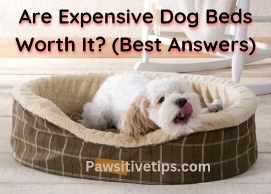 Are expensive dog beds worth it? (Best answers)