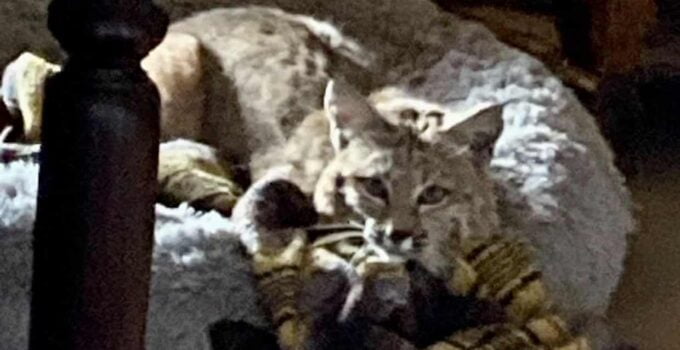 Unbelievable Encounter: Arizona Bobcat in Dog Bed! Discover the surprising story of a bobcat's cozy nap in an Arizona resident's dog bed. Explore the coexistence challenges and safety considerations when wildlife ventures into human spaces. Learn how to promote harmony between humans and wildlife in urban areas. Don't miss this captivating wildlife encounter!