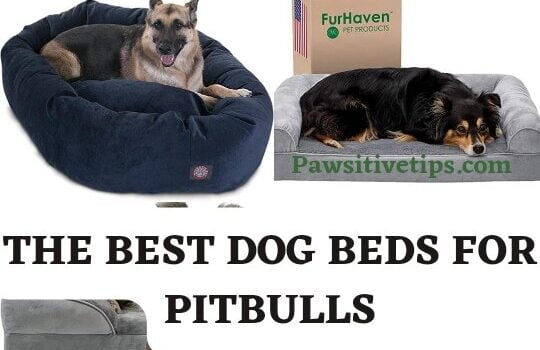 Best Dog Beds for Pitbulls