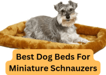 6 Best dog beds for miniature Schnauzers