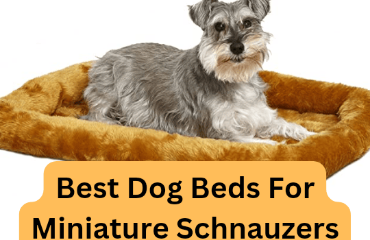 6 Best dog beds for miniature Schnauzers