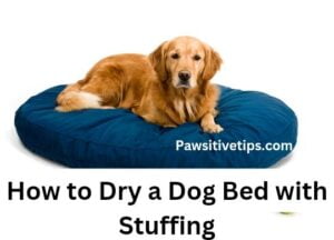 How to Dry a Dog Bed with Stuffing