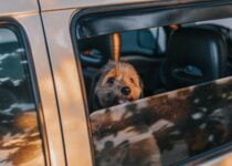How to secure a dog crate in a car