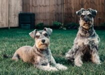 Why Schnauzers are the worst dogs in 2023