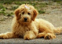 What is a good size crate for a Goldendoodle puppy?
