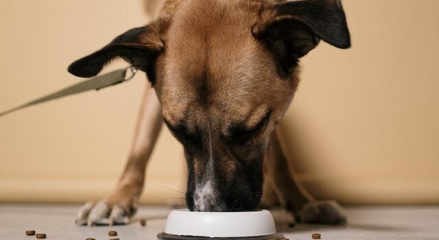 Why my dog won't eat breakfast but eats dinner