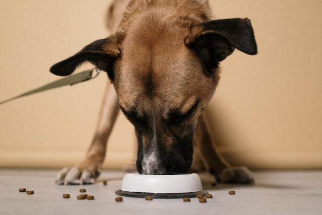 Why my dog won't eat breakfast but eats dinner 