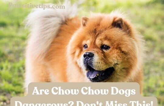 Are Chow Chow Dogs Dangerous?