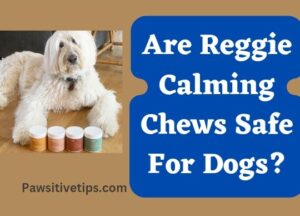 Are Reggie Calming Chews Safe For Dogs 1