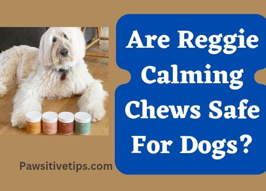 Are Reggie Calming Chews Safe For Dogs?