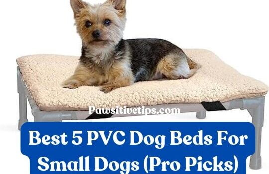 Best 5 PVC Dog Beds For Small Dogs (Pro Picks)