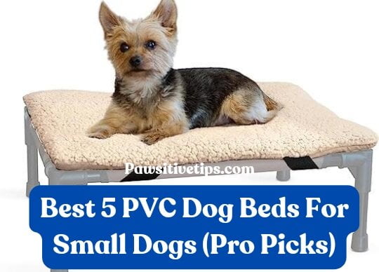 Best 5 PVC Dog Beds For Small Dogs (Pro Picks)