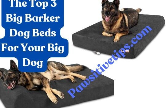 Big Barker dog beds
