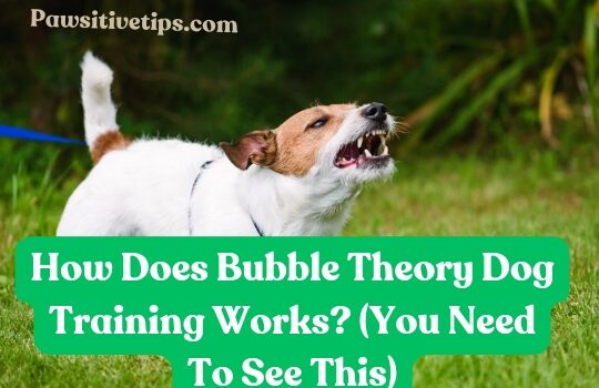 How Does Bubble Theory Dog Training Works? (You Need To See This)