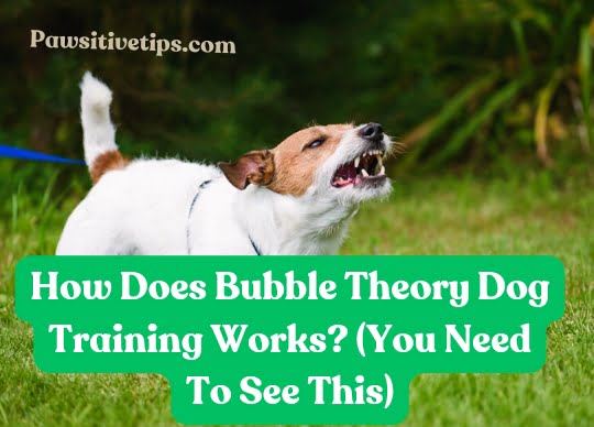How Does Bubble Theory Dog Training Works? (You Need To See This)