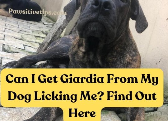 Can I Get Giardia From My Dog Licking Me?